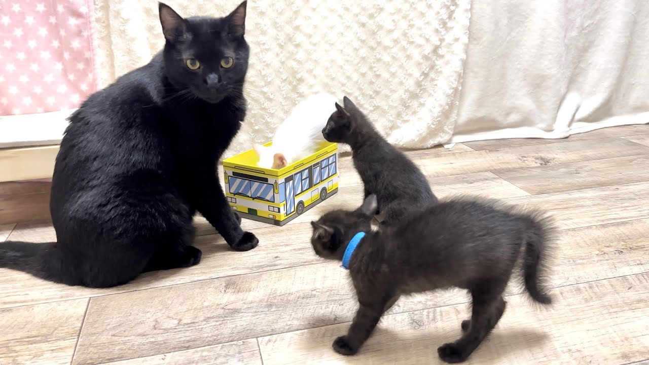 先住猫に遭遇した子猫 困ったお顔にパヤパヤな毛が可愛すぎた【ポノfam物語#41】Kitten encountered by an older cat.