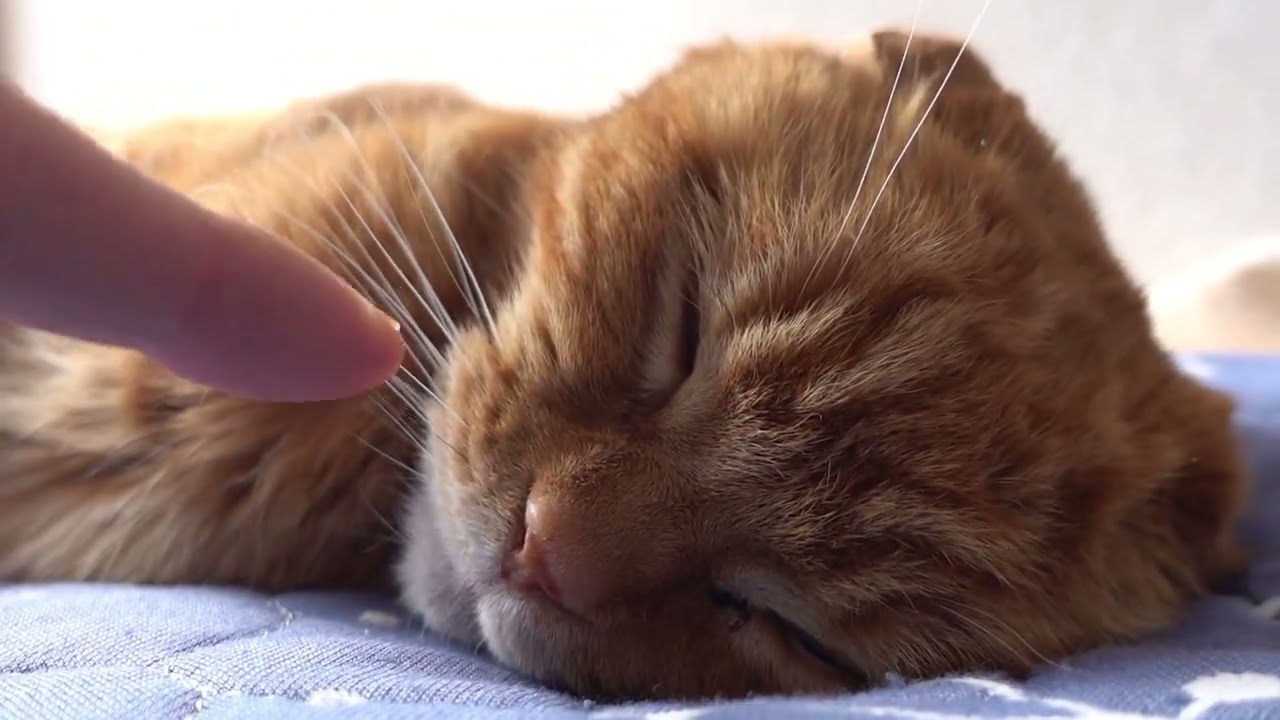 くつろぐ社長 Relaxing president #猫 #スコティッシュフォールド #猫動画 #cat #scottishfold #catvideos