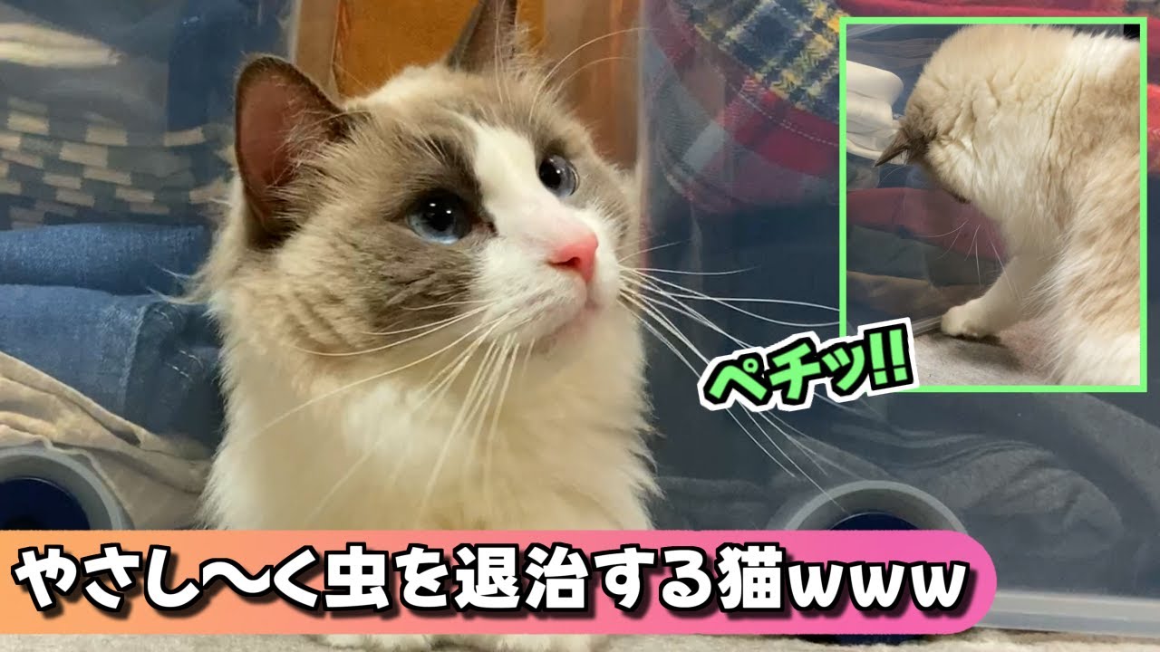 どんくさいけど、一生懸命に遊ぶラグドールのいのりちゃんｗｗｗ【ラグドール・猫のナレーション】