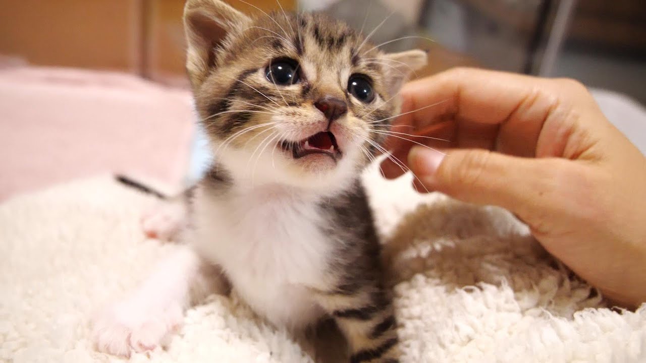 ピヨピヨ鳴いて子猫がママに甘えていたら先輩子猫がやって来た【赤ちゃん猫　保護猫】