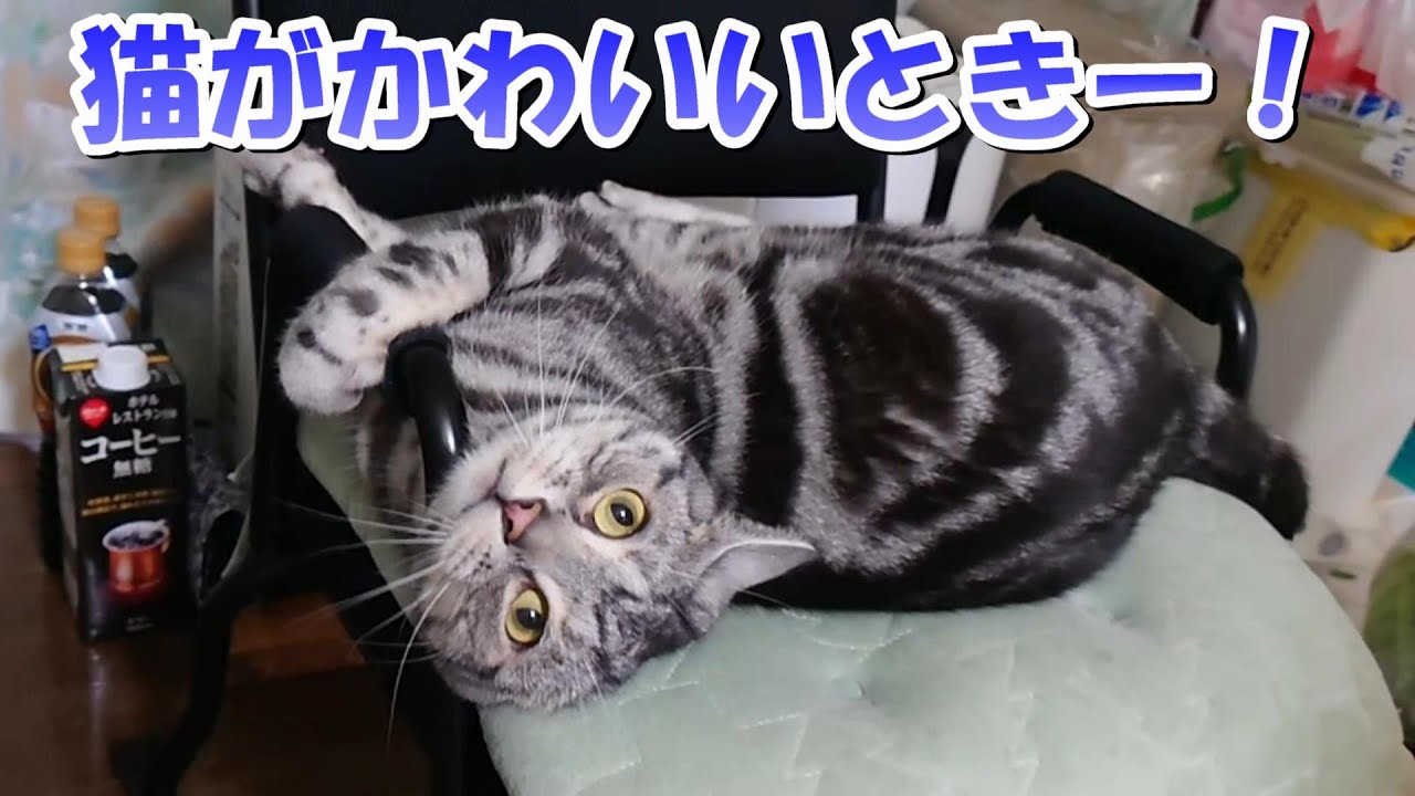 猫がかわいいと思う瞬間！（アメリカンショートヘア）