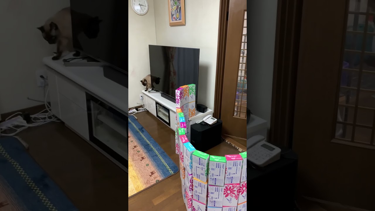 14 シャム猫　にゃーす　シニア猫12歳♂ #shorts #シャム猫