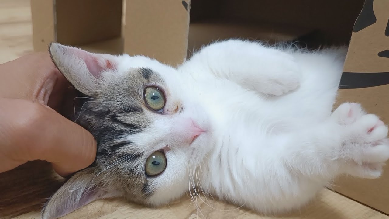 なぜかトイレ掃除が大好きな子猫、その理由がこちらです笑
