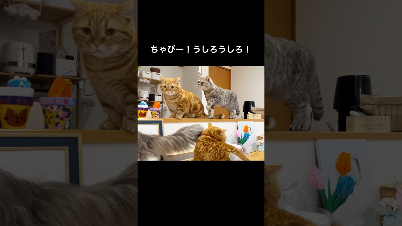 『ちゃびー！うしろうしろ！』 #猫 #マンチカン #shorts