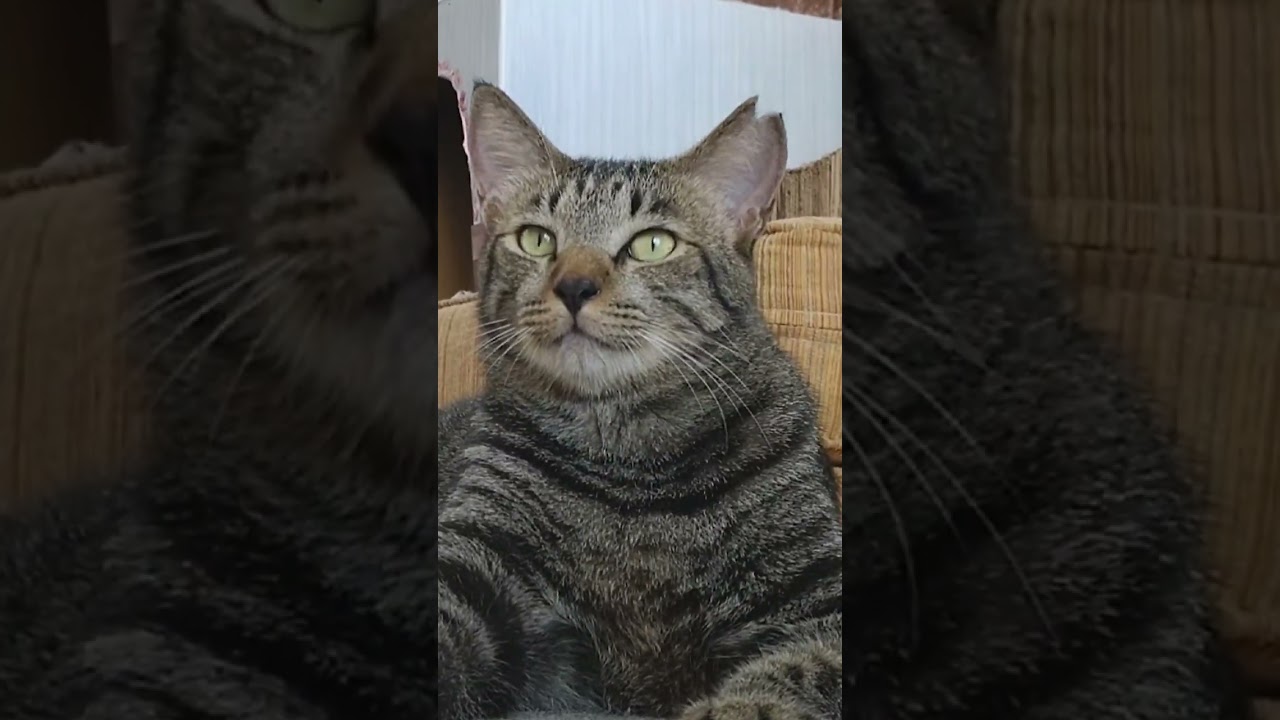 すみれ、物憂げ。Sumire, feeling mellow. #shorts