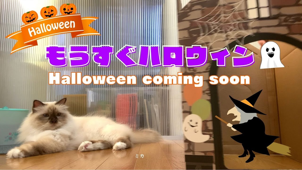 バーマン猫たちとホラーハウス【もうすぐハロウィン】Halloween coming soon（バーマン猫）Birman/Cat