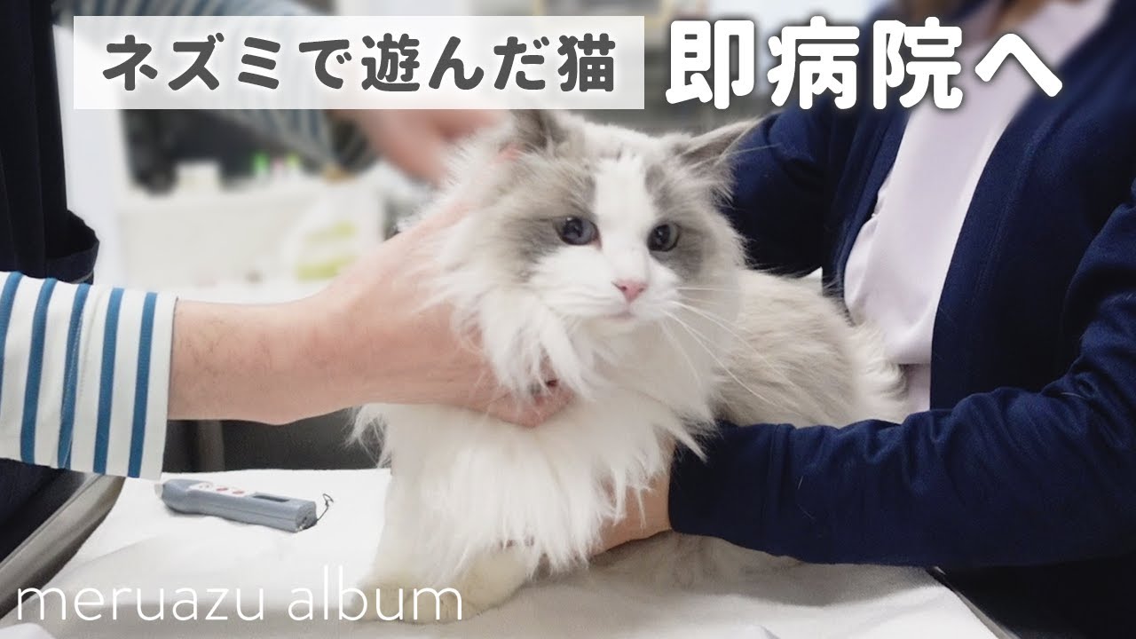 5回目のワクチン接種でまさかの反応をするラグドール…