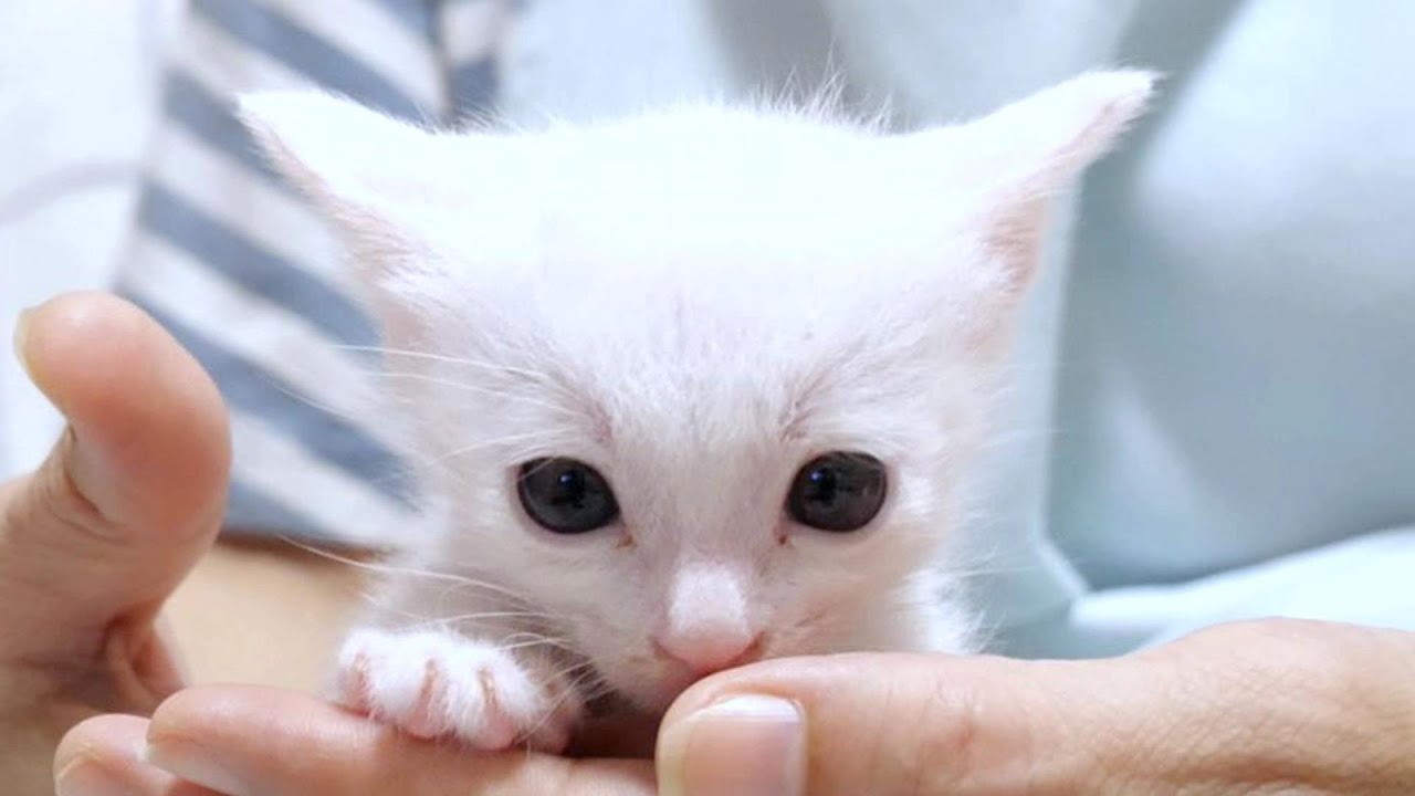 白い子猫が「わたしも一緒に甘えたい！」と言って膝に登ってきました【赤ちゃん猫　保護猫】