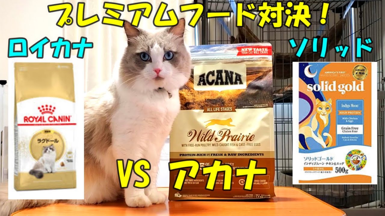 猫エサ　プレミアムフードのアカナ　うちの猫の反応は上々？　ラグドール猫　【モフニャン】part219