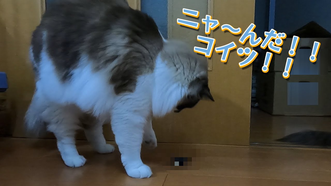 【猫】【cat】らん丸は〇〇が苦手っぽい・・・(エンディング後も真っ黒画面のまま動画がつづいているので、エンディング終わったら消して下さい)#cats 　#猫