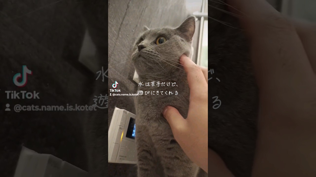お風呂場までついてくる、シャルトリューのこてつ(Chartreux kotetsu that comes with me to the bathroom)