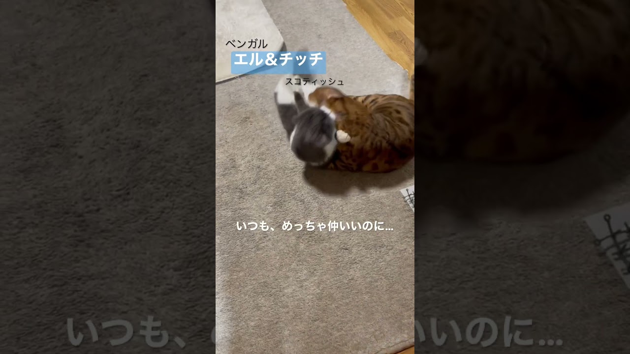 ケンカ⁉️💦ちょっとやめなさい‼️…エル＆チッチ　#ベンガル #スコティッシュフォールド #short #shorts #猫のいる暮らし #猫動画