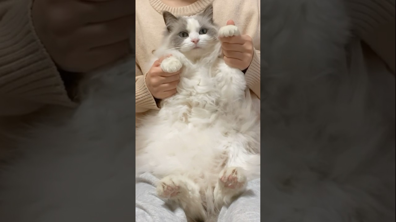 猫ミームのこの踊り、知ってますか？　#dubidubidu #chipichipichapachapa #dancingcat #ragdoll #チピチピチャパチャパ #猫ミーム #ラグドール