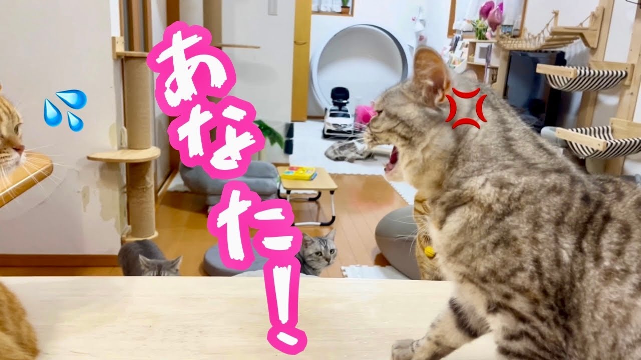 ぽちゃくんにちょっかい出す茶々パパを遂にポッポママが喝！！ #猫 #マンチカン