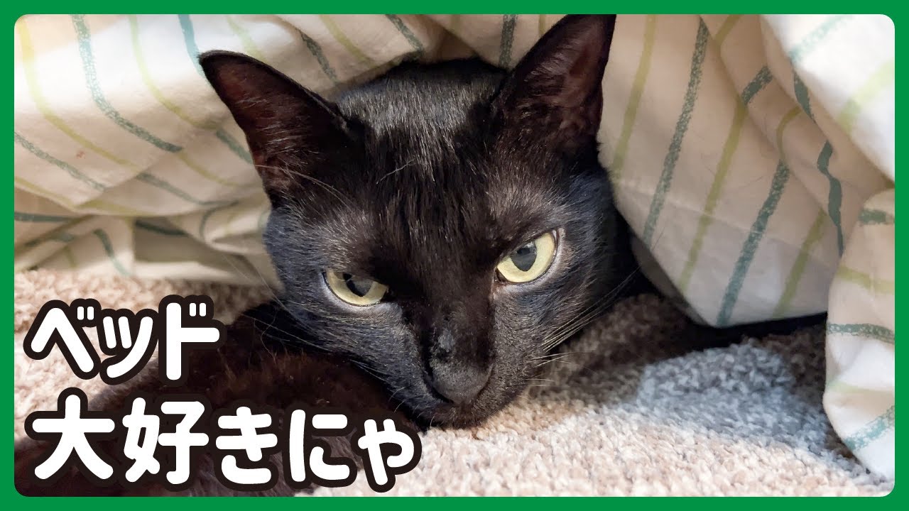 こんなにベッドが好きな保護猫は他にいない気がする様子がこちら...🐈‍⬛