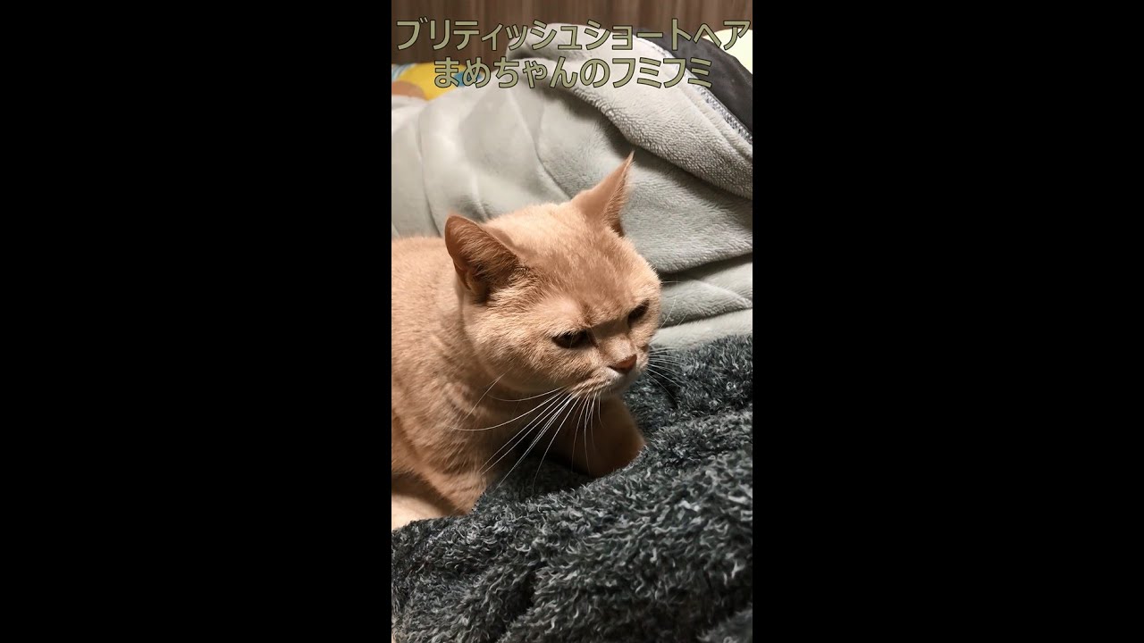 ブリティッシュショートヘア まめちゃんのフミフミ British Shorthair #Shorts