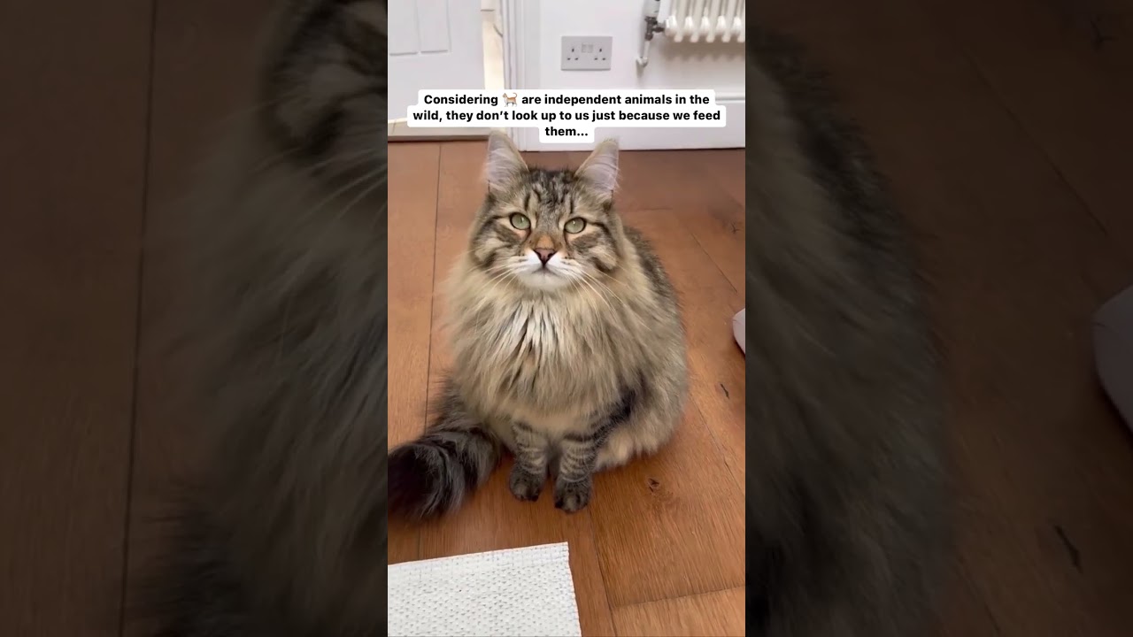 I would not survive for long on springs, red balls or fabric mice!! #cat #viral #shortvideo #shorts
