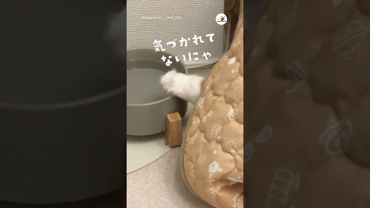 こっそりやってるつもりのニャンコ🐱｜PECO #アメリカンカール #猫 #愛猫家 #猫のいる暮らし #americancurl #cat #catlover #catlife