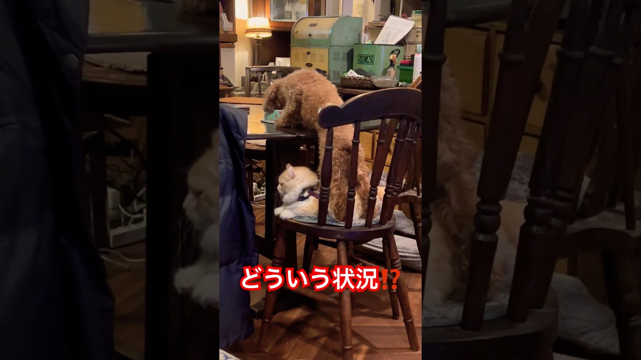 どうしてこうなった！？　#shorts　#猫 　#犬