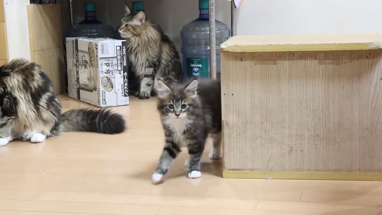 お転婆メインクーン子猫響ちゃん