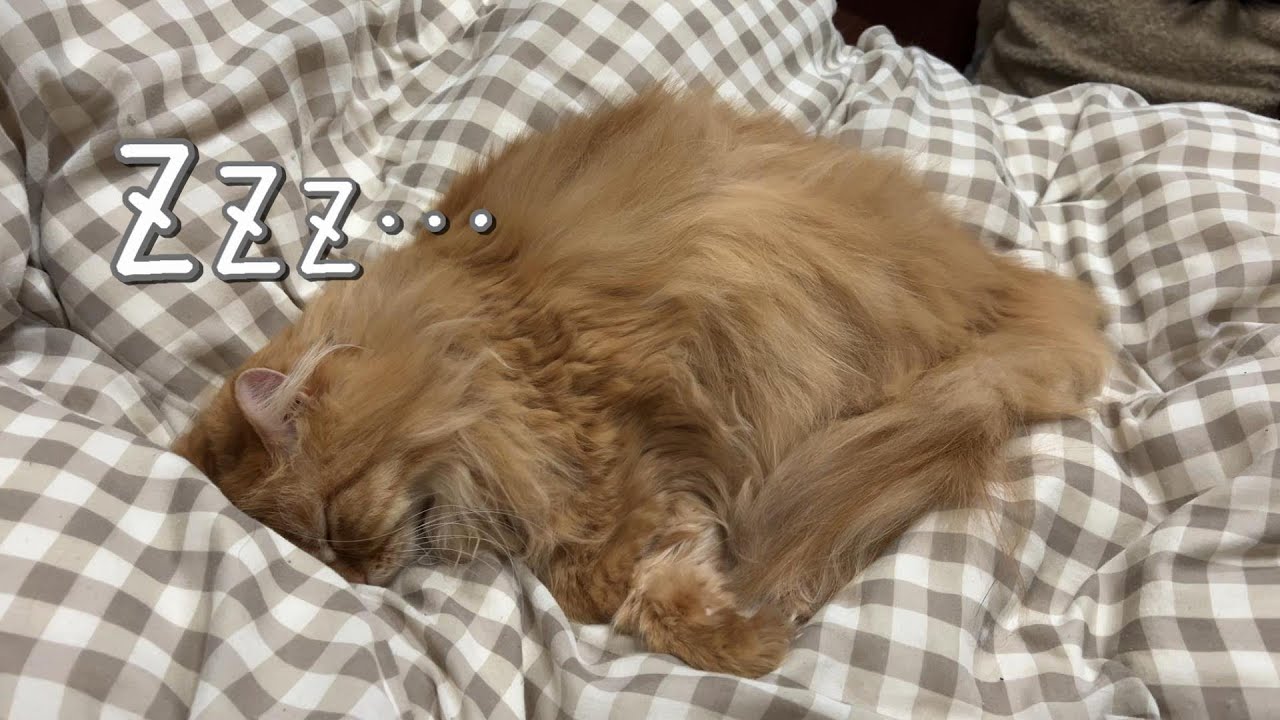 寝ぼけてる猫って夢を見てるの？