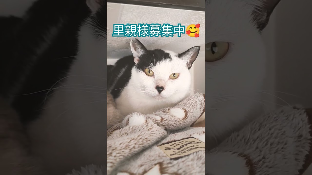 【里親様募集中！】トンキニーズMIX♀&お鼻がハート模様の白黒♂のラブリーニャンズ #保護猫 #看板猫 #かほく猫の会
