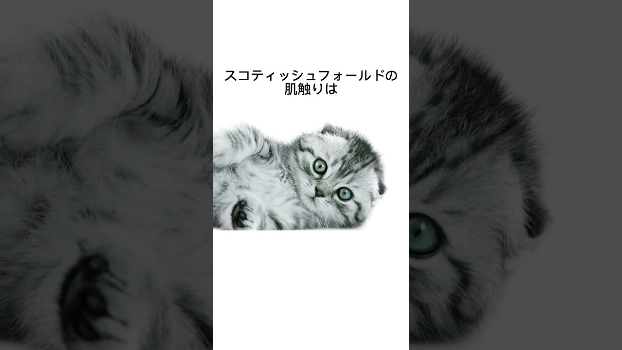 猫の肌触りはアレにそっくり #shorts #猫 #雑学