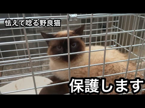 怯えて唸る野良シャム猫を保護します。