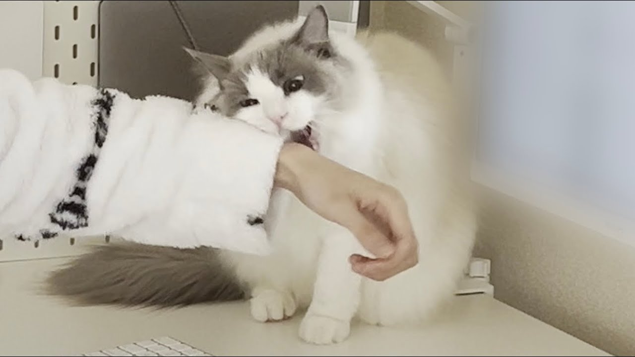 花粉症でくしゃみが止まらない飼い主に激怒してくるラグドール猫が怖すぎた…