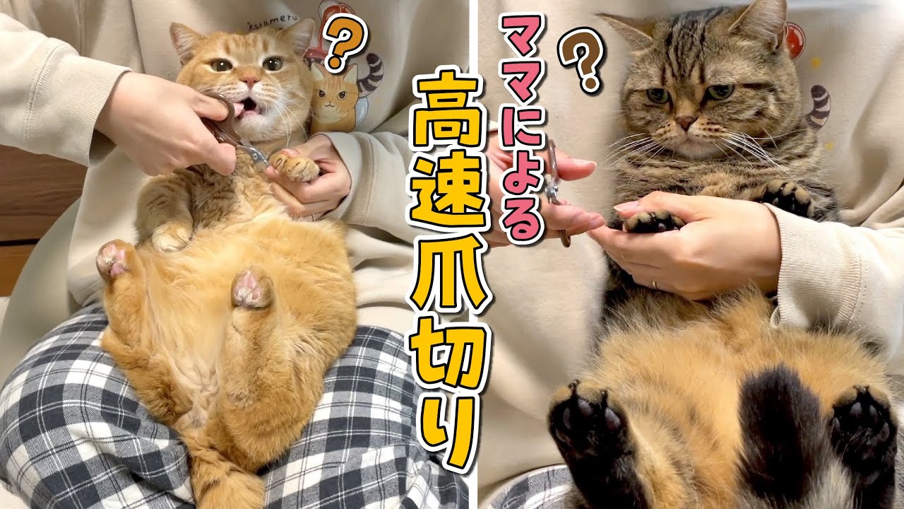 気付かぬ間に苦手な爪切りをされている愛猫の反応がこちらですw