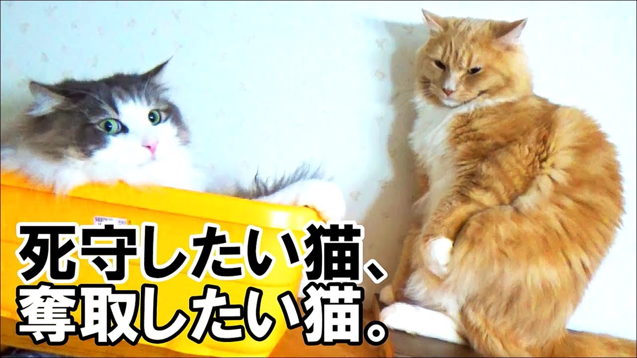 死守したい猫・奪取したい猫【猫アテレコ】