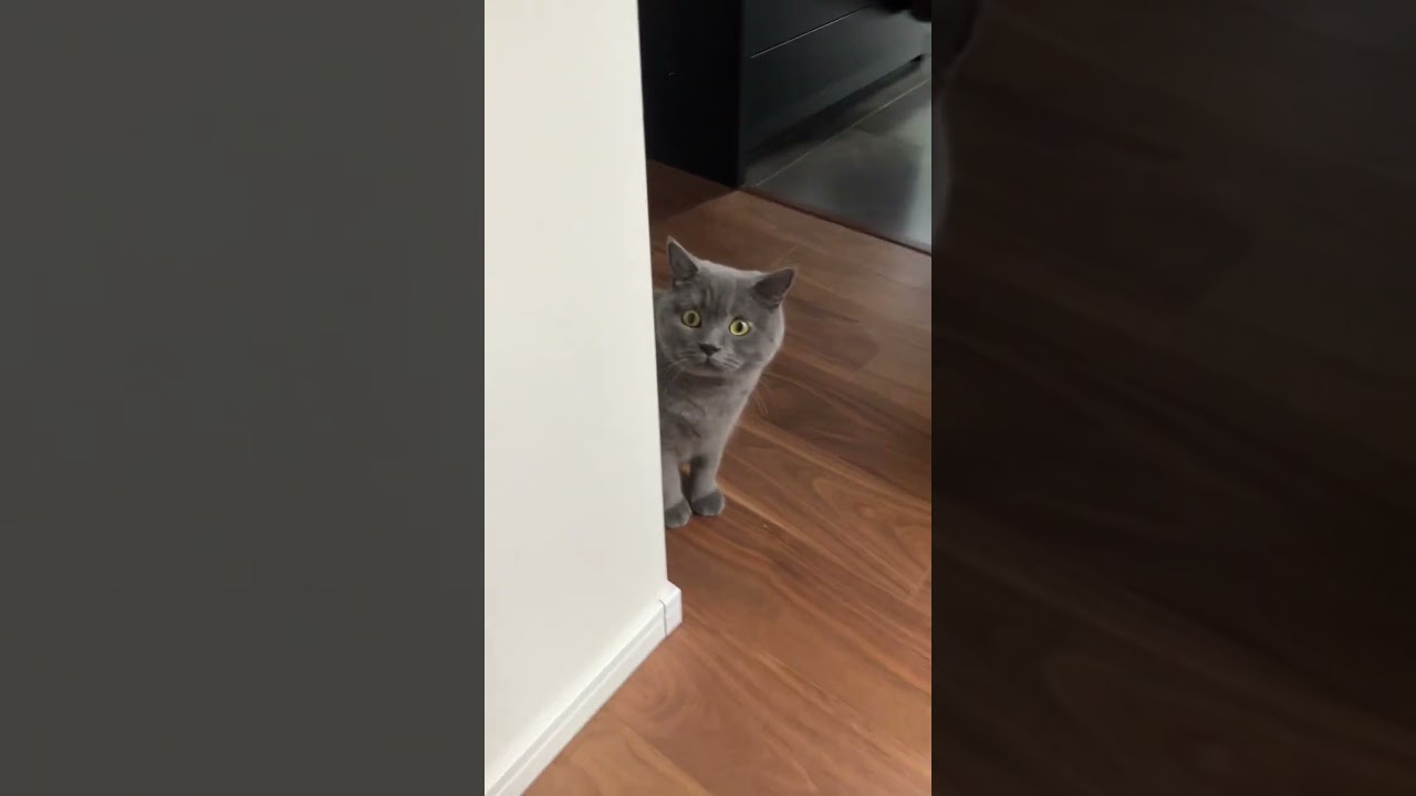 遊びたい猫 #shorts