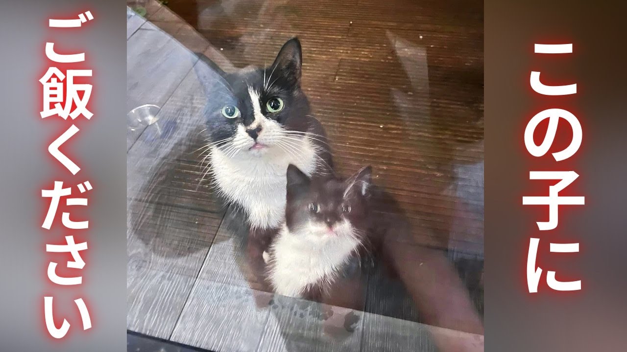 野良生活に限界を感じた猫は、子猫を連れて人間に助けを求めました【感動】