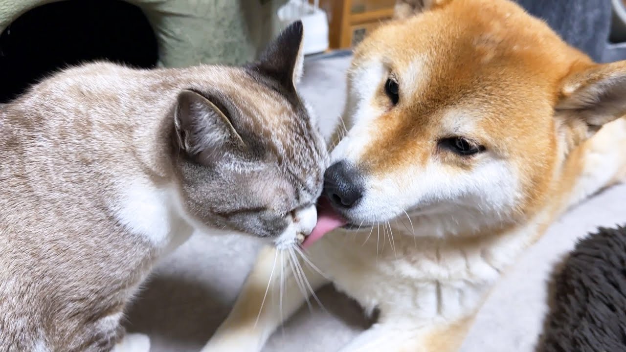 ずっと子猫な我が家の姫猫の一日が可愛すぎました