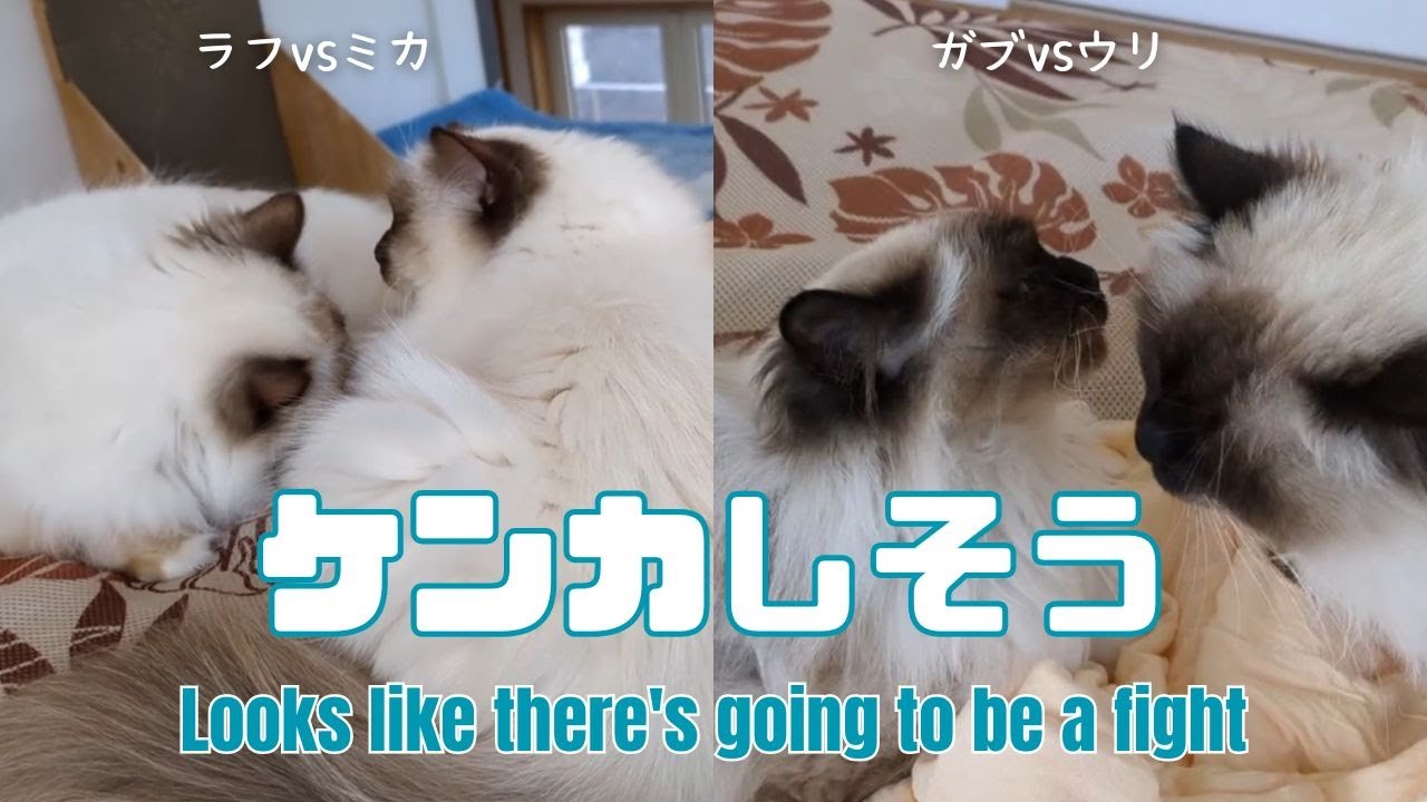 バーマン猫ラフとミカとガブとウリ【ケンカしそう】Looks like there's going to be a fight（バーマン猫）Birman/Cat