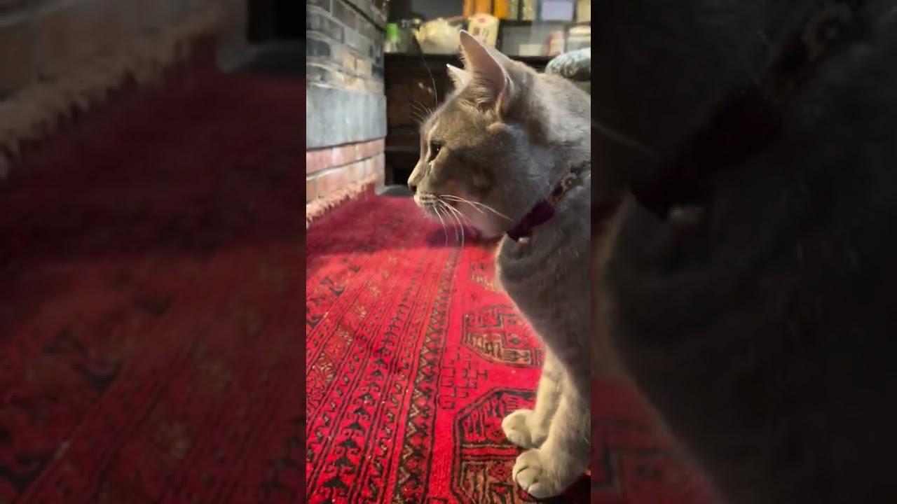 #風の猫　オヤツを全部食べて..　自分で涙を拭く猫…　#shorts