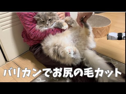 もふもふ猫がもさもさになってきたのでお尻の毛をバリカンでカットしました