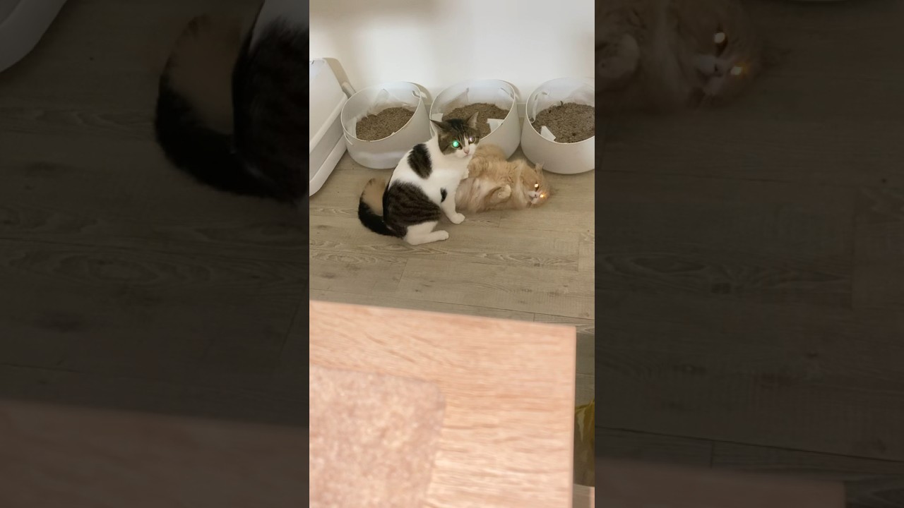 みぃたーなー😾💦💦　#ねこ #ねこ動画 #shorts