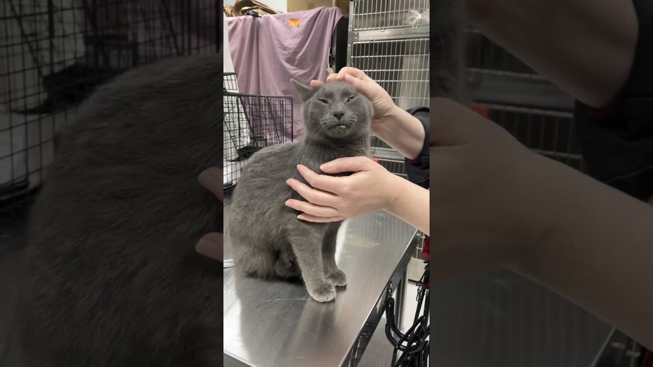 Stray grey cat update