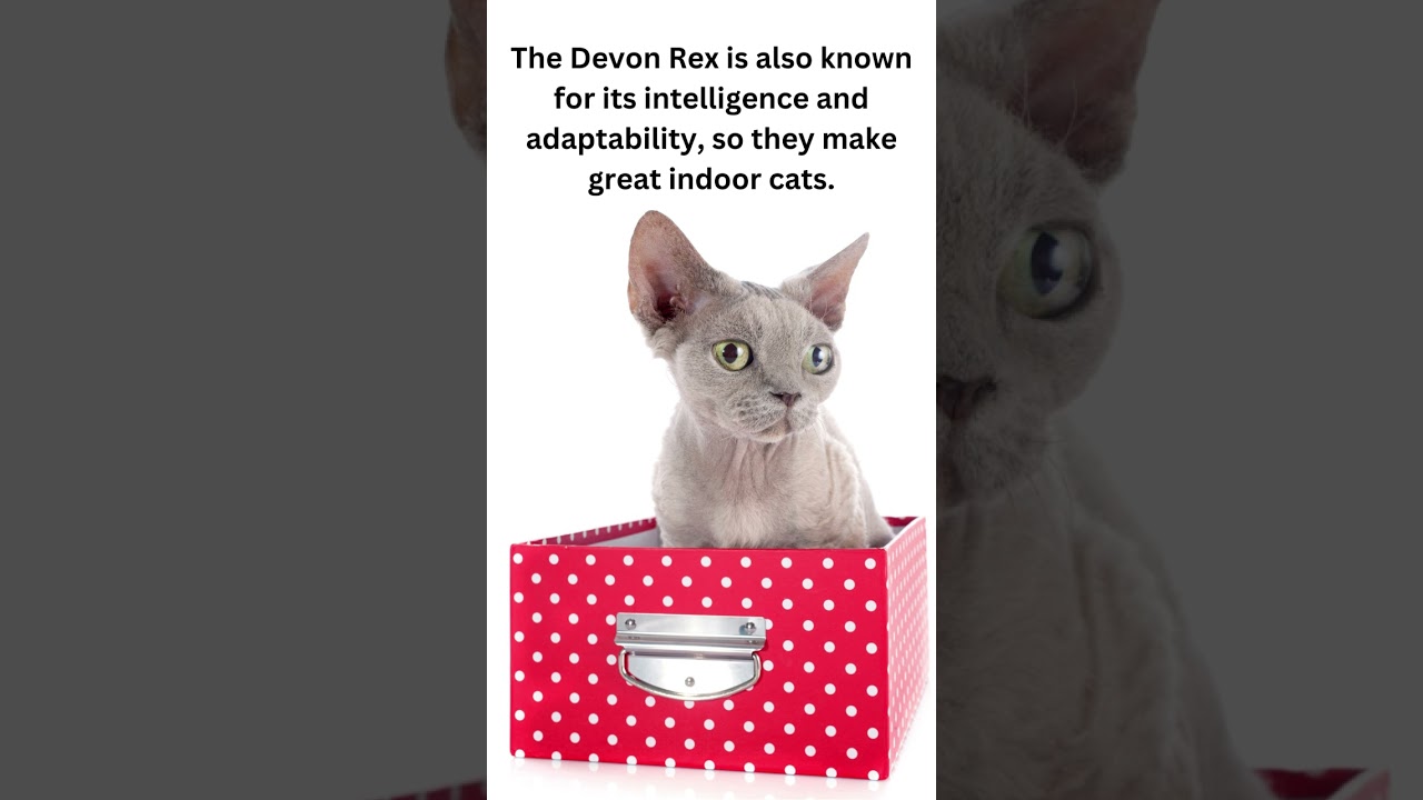 Discover the Delightful World of Devon Rex Cats: Why Owning One Could Change Your Life!  #shorts