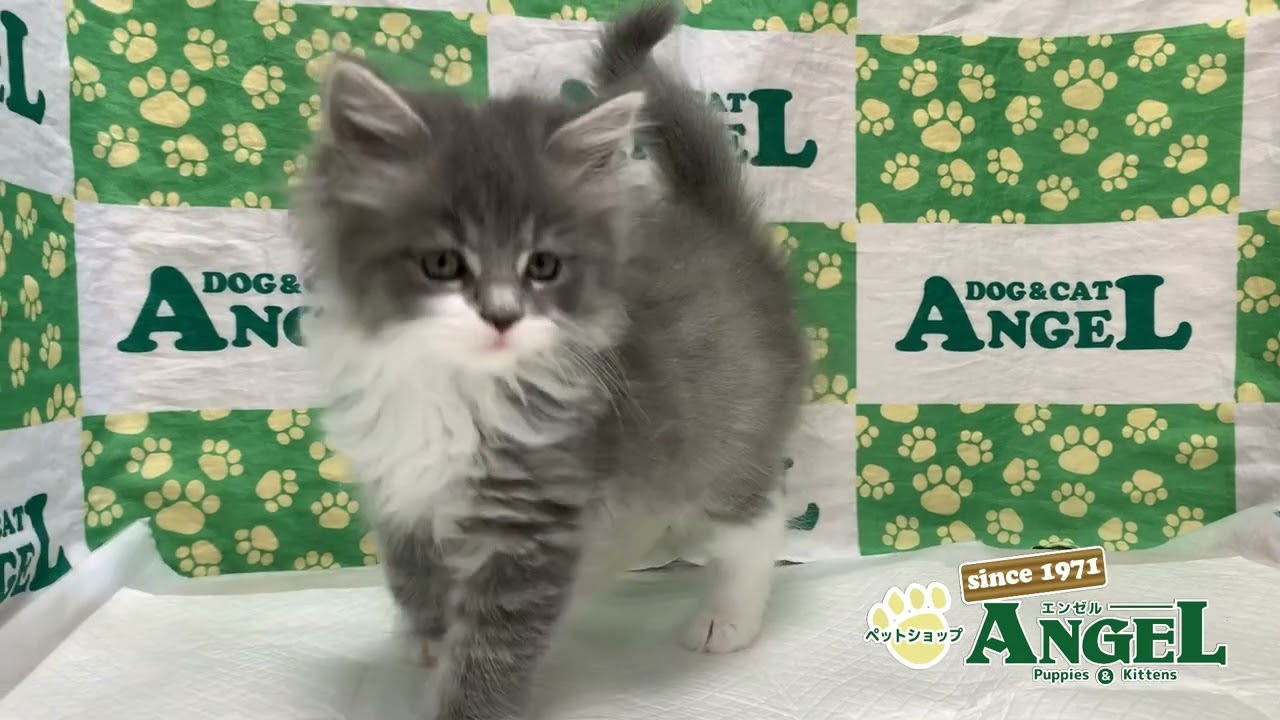 メインクーン 2403162 【ペットショップエンゼル　子犬・子猫販売】