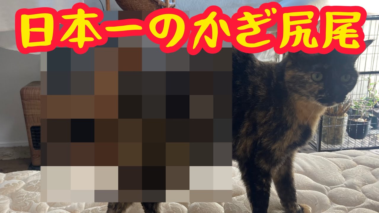 日本一のかぎしっぽを持つ猫が我が家にいます