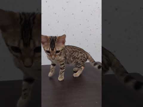 ベンガル 綺麗なロゼットです✨華やかなショータイプ！　ブラウンスポテッドタビー