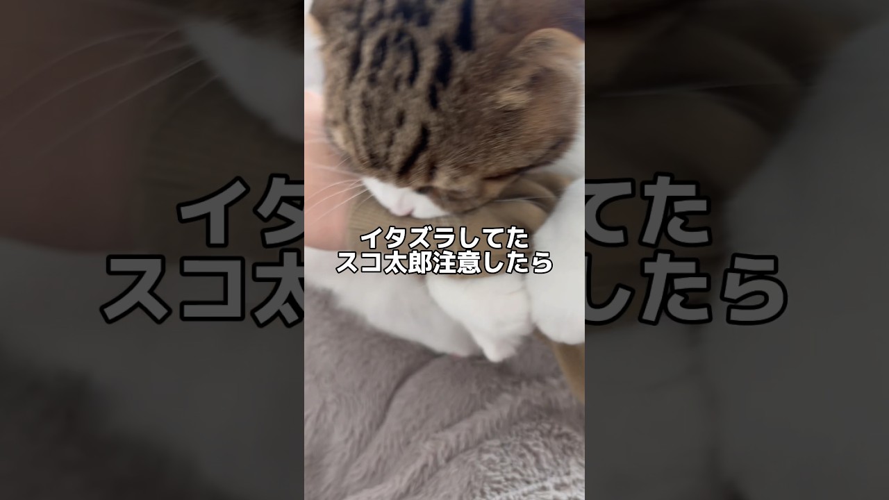 【スコティッシュフォールドスコ太郎】イタズラを注意したら‥。#スコティッシュフォールド #可愛い #猫 #猫の日常 #猫のいる暮らし #かわいい