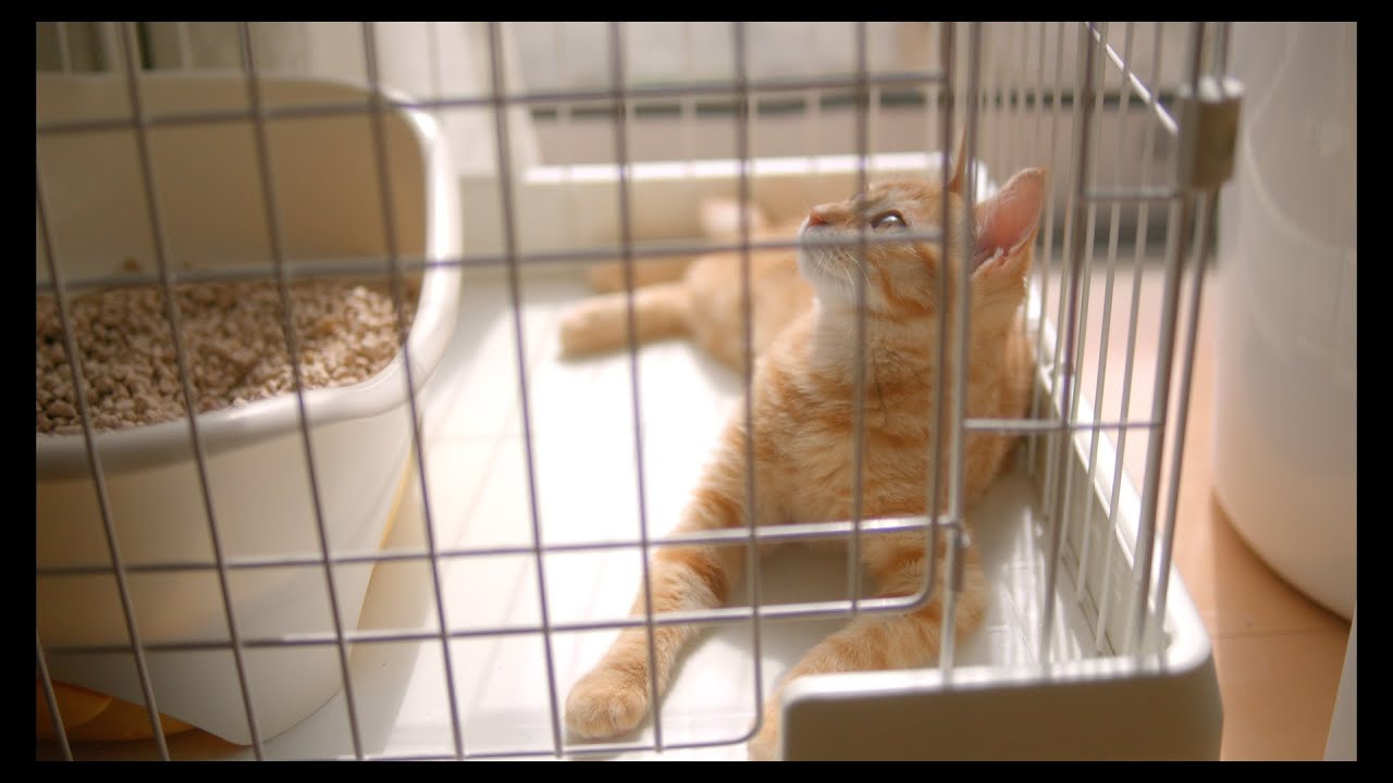 エマの歯が生え変わりの時期みたいです　#猫 #ラグドール #ragdollcat