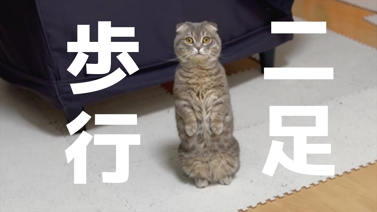 ついに二足歩行を始めた猫がこちらです[マンチカンの銀時]