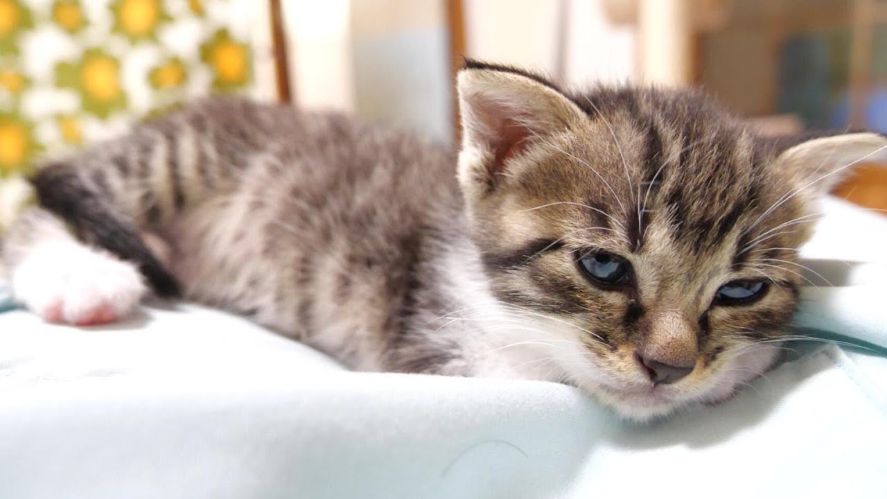 お腹いっぱいになった子猫がママの膝の上でゆっくりと眠りにつく【赤ちゃん猫　保護猫】