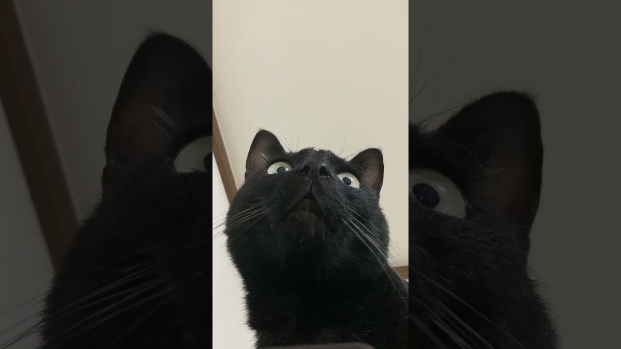 【黒猫】下からクルー#shorts