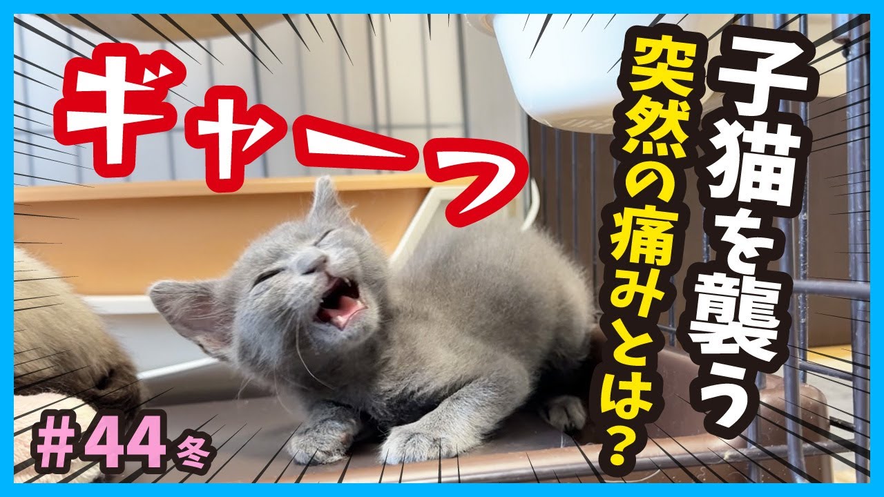 【叫ぶ子猫】痛い！痛い！仔猫が痛がる理由、実はアレ‥。真冬に生まれた子猫たち。（冬44）