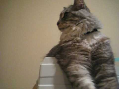 スフィンクス猫